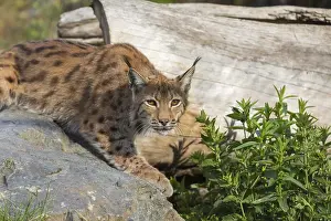 One Eurasian lynx, (Lynx lynx)