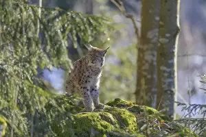Eurasian lynx (Lynx lynx)