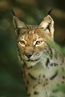 Eurasian lynx (Lynx lynx)