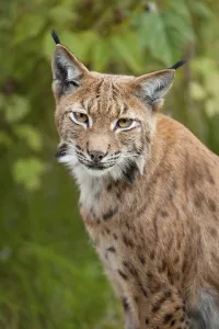 Eurasian Lynx (Lynx lynx), animal enclosure
