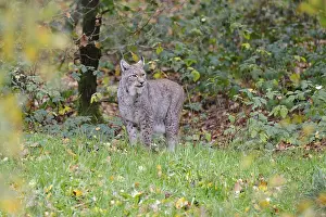 Framed Print : Eurasian lynx (Lynx lynx) in autumn foliage