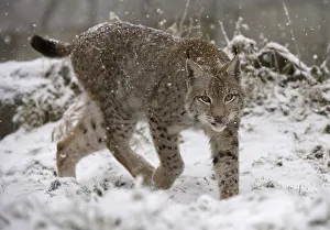 Eurasian lynx (Lynx lynx), Bavarian Forest National Park
