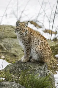 Eurasian lynx (Lynx lynx) calling from rock in the taiga in the snow in winter