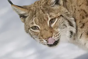 Eurasian Lynx (Lynx lynx), captive