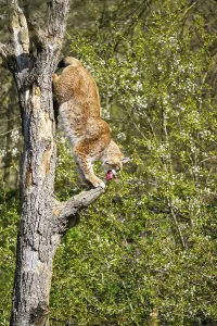Eurasian lynx (Lynx lynx) climbing on a tree