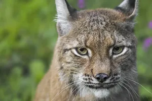 Eurasian lynx (Lynx lynx) close-up portrait