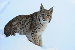 Eurasian Lynx (Lynx lynx), cub