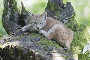 Eurasian Lynx (Lynx lynx), cub lying on an old tree trunk