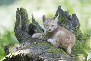 Eurasian Lynx (Lynx lynx), cub lying on an old tree trunk