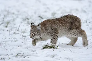 Eurasian Lynx (Lynx lynx) cub sneaking up in snow