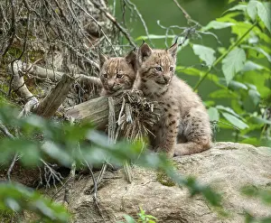Eurasian lynx (Lynx lynx), two cubs