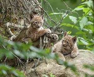 Eurasian lynx (Lynx lynx), two cubs