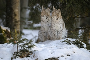 Eurasian Lynx (Lynx lynx) two cubs in the snow