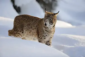 Eurasian lynx (Lynx lynx), in deep snow at dusk