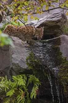 A Eurasian lynx (Lynx lynx) drinks water above a small waterfall