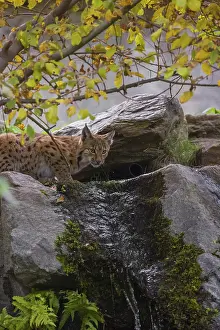 A Eurasian lynx (Lynx lynx) drinks water above a small waterfall