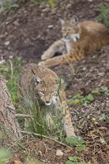 One Eurasian lynx, (Lynx lynx) eating grass
