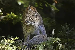 Eurasian lynx, Lynx lynx, Eurasian lynx
