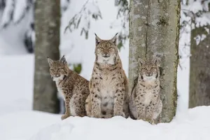 Eurasian lynx (Lynx lynx) family