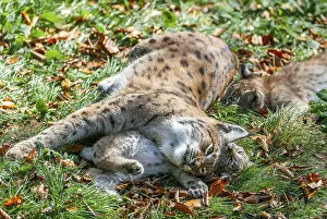 Eurasian lynx (Lynx lynx) female