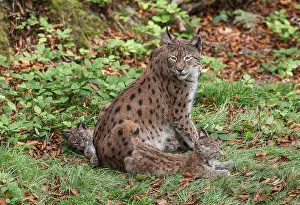 Eurasian lynx (Lynx lynx) female