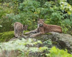 Eurasian lynx (Lynx lynx) female