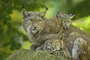 Eurasian Lynx (Lynx lynx), Female with two kittens