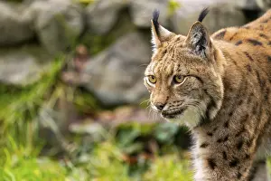 Eurasian lynx (Lynx lynx), in a forest