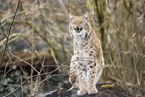 Eurasian lynx (Lynx lynx), in a forest