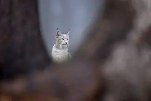 Eurasian lynx (Lynx lynx), in a forest