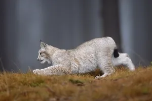 Eurasian lynx (Lynx lynx), in a forest
