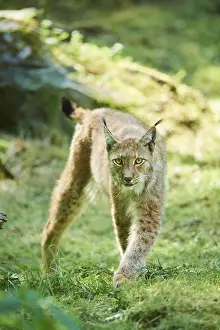 Eurasian lynx (Lynx lynx) in a forest