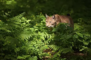 Eurasian lynx (Lynx lynx) in a forest