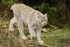 Eurasian lynx (Lynx lynx) in a forest