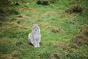Eurasian lynx (Lynx lynx) in a forest