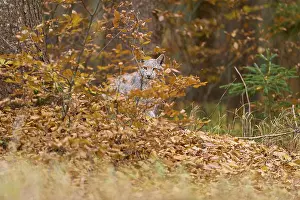 Eurasian lynx (Lynx lynx), in forest at autumn