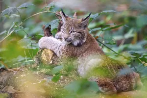 Eurasian lynx (Lynx lynx), Germany, Europe