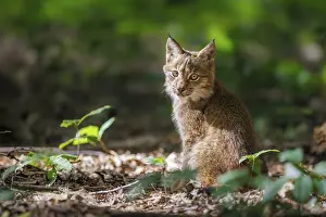 Eurasian lynx (Lynx lynx), Germany, Europe