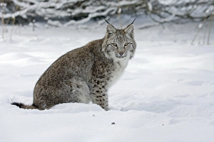 Eurasian Lynx (Lynx lynx), Hesse, Germany, Europe