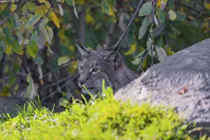 A Eurasian lynx, (Lynx lynx) hides behind rocks and vegetation close to a pond