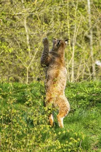 Eurasian lynx (Lynx lynx) jumping in the air