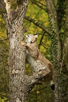 Eurasian lynx (Lynx lynx) jumping up a tree