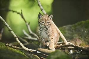 Eurasian lynx (Lynx lynx), kitten sitting on the forestground