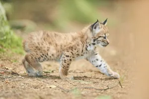 Eurasian lynx (Lynx lynx), kitten staying on the forestground