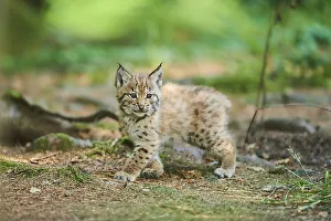 Eurasian lynx (Lynx lynx), kitten staying on the forestground