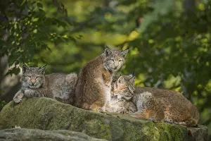 Eurasian Lynx (Lynx lynx), three kittens, captive