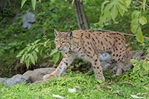 A Eurasian lynx (Lynx lynx) leaves the undergrowth