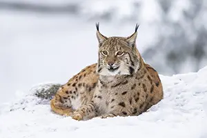 Eurasian lynx (Lynx lynx) lying in a forest in winter