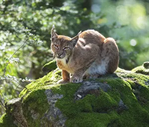 Eurasian lynx (Lynx lynx) lying on a moss-covered rock in the forest and looking attentively