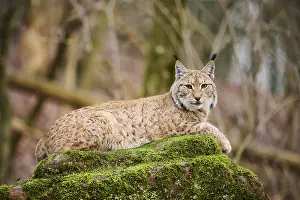 Eurasian lynx (Lynx lynx) lying on a rock